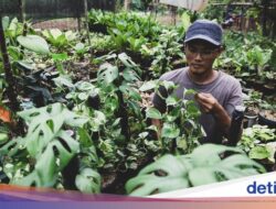 Manfaat Menanam dan Budidaya Tanaman Hias Monstera, Populer Bagi Pecinta Kebun