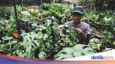 Manfaat Menanam dan Budidaya Tanaman Hias Monstera, Populer Bagi Pecinta Kebun