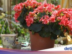 7 Jenis Sukulen, Tanaman Hias yang Bisa Ditanam Indoor