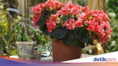 7 Jenis Sukulen, Tanaman Hias yang Bisa Ditanam Indoor