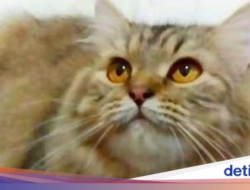 Perkenalkan Kucing Persia Medium, Hasil Mix Bersama Kucing Lokal