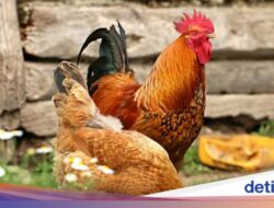 Viral Rumah Kontrakan Dijadikan Markas Ayam Dari Penyewa, Bau Busuk