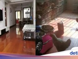 Viral Foto Apartemen Berubah Bersama Sebab Itu Markas Ayam Usai Disewa, Rusak Parah