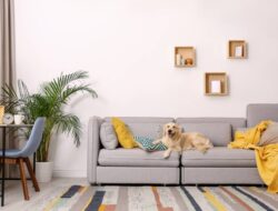 6 Rekomendasi Apartemen Jakarta Pet Friendly Murah Terbaru