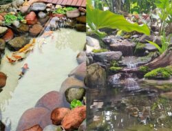 13 Ide Desain Kolam Ikan Simpel Batu Alam yang Segar