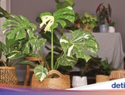 5 Titik Penempatan Monstera Deliciosa Untuk Datangkan Hoki Ke Tempattinggal