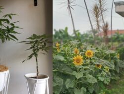 12 Rekomendasi Tanaman Pembawa Rezeki Di Di Tempattinggal