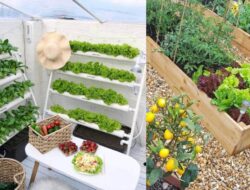 Inspirasi Kebun Sayur Mini Di Halaman Tempattinggal yang Mudah Dirawat