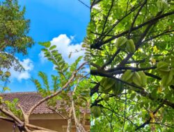 10 Pohon Buah yang Tidak Merusak Pondasi Tempattinggal