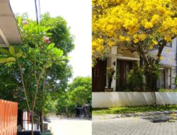10 Jenis Pohon Hias Di Rumah Cantik & Konsisten Panas