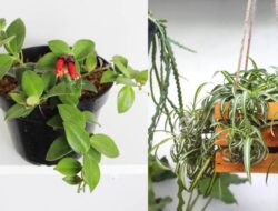 10 Tanaman Gantung Indoor, Dekorasi Tempattinggal Estetik