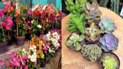 10 Jenis Tanaman Vertical Garden Bertahan Panas