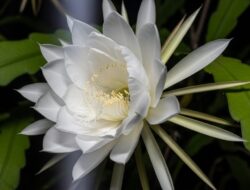 5 Jenis Bunga yang Mekar Ke Malam Hari Sebagai Mempercantik Tempattinggal | Panduan & Rujukan