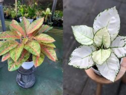 10 Jenis Aglonema Cantik, Hiasan Rumah & Koleksi