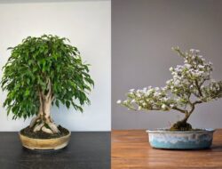 15 Jenis Bonsai Sebagai Hiasan Tempattinggal yang Cantik