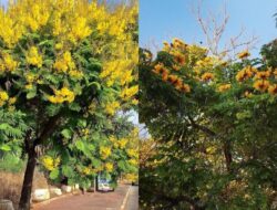 7 Jenis Pohon Berbunga Kuning Terindah Di Indonesia