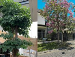 7 Pohon Peneduh Rumah Kompleks, Aman Untuk Fondasi