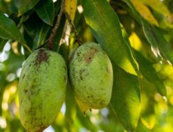 5 Rekomendasi Tanaman Buah Di Tempattinggal yang Mudah Dirawat | Panduan & Rujukan