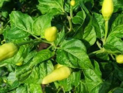 5 Jenis Tanaman Dapur Hidup yang Mudah Dirawat dan Manfaatnya | Panduan & Rujukan