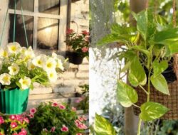 16 Inspirasi Tanaman Gantung Di Rumah yang Cantik