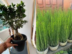 10 Jenis Tanaman Hias Batang Unik & Populer