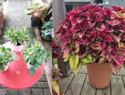 10 Jenis Tanaman Hias Daun Terpopuler & Cantik