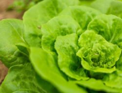 5 Jenis Tanaman Sayur yang Tidak Butuh Sinar Matahari | Panduan & Rujukan