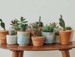 5 Jenis Tanaman yang Awet Tanpa Disiram Setiap Hari | Panduan & Rujukan