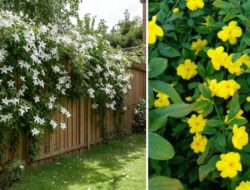 Jenis Jenis Bunga Melati yang Cocok Menghiasi Halaman Tempattinggal