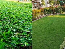 7 Jenis Rumput Taman Sebagai Percantik Halaman Tempattinggal
