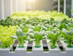 7 Tanaman Hidroponik yang Cepat Panen, Bikin Kebun Rumah Produktif