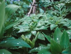 7 Tips Berkebun Pada Musim Hujan agar Tanaman Tumbuh Subur