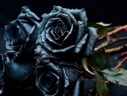 5 Jenis Bunga Warna Hitam yang Berkelas dan Memesona