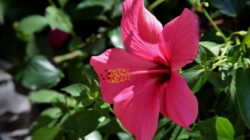 5 Jenis Bunga Warna Pink yang Cantik Sebagai Dekorasi atau Taman