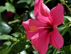 5 Jenis Bunga Warna Pink yang Cantik Sebagai Dekorasi atau Taman