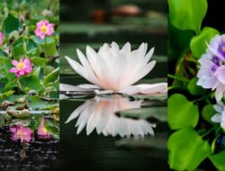 7 Jenis Bunga yang Hidup Hingga Air dan Mudah Dirawat Hingga Rumah