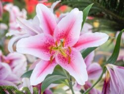 5 Macam Jenis Bunga Lily Bagi Dekorasi Ruangan dan Taman