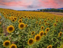 5 Jenis Bunga Matahari Besar dan Kecil Untuk Mempercantik Taman