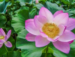 Jenis Jenis Bunga Teratai Ke Indonesia dan Karakteristiknya