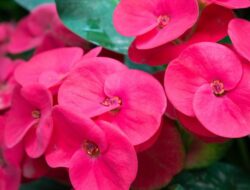 5 Jenis Tanaman Pembawa Sial Di Rumah menurut Islam dan Feng Shui