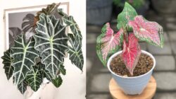 12 Jenis Keladi Hias Terpopuler & Cara Memilihnya