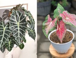 12 Jenis Keladi Hias Terpopuler & Cara Memilihnya