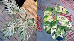 12 Jenis Monstera dan Harganya, Lengkap & Terbaru