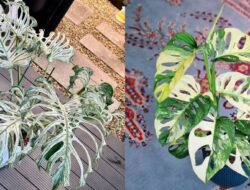 12 Jenis Monstera dan Harganya, Lengkap & Terbaru