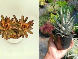 12 Jenis Sukulen Cantik & Mudah Dirawat Sebagai Pemula