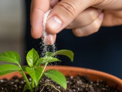 Manfaat Micin Sebagai Tanaman yang Jarang Diketahui