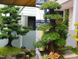5 Inspirasi Taman Bonsai Didepan Rumah yang Aesthetic