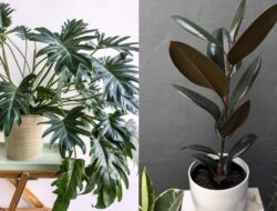 7 Tanaman Besar Untuk Teras Rumah, Cantik & Konsisten Cuaca