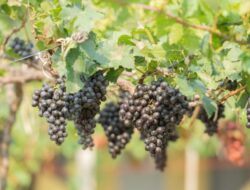 5 Jenis Tanaman Buah Merambat Bagi Kanopi, Dinding, atau Taman Tempattinggal