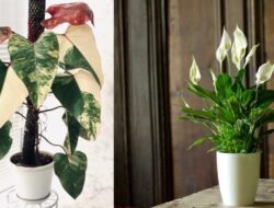 8 Jenis Tanaman Di Di Ruangan Tanpa Sinar Matahari